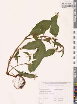 MAG 0009713