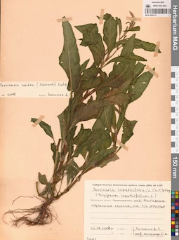 MAG 0009714