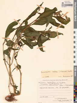 MAG 0009715