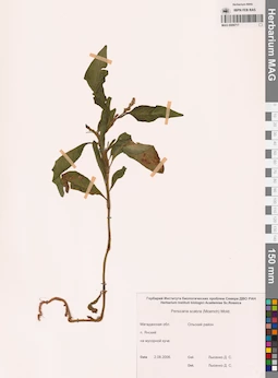 MAG 0009717