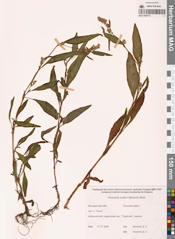 MAG 0009718