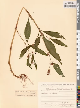 MAG 0009721