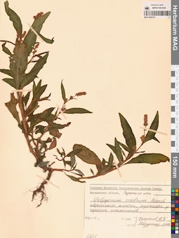 MAG 0009723
