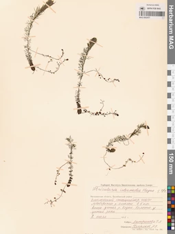 MAG 0002437