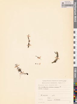 MAG 0002438