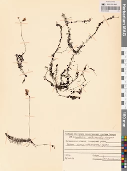 MAG 0002439
