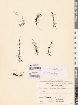 MAG 0002446