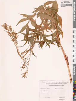 MAG 0009682