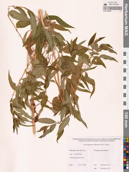 MAG 0009683