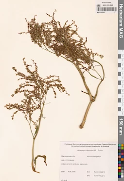 MAG 0009687
