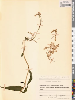 MAG 0009689