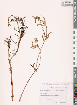 MAG 0009690