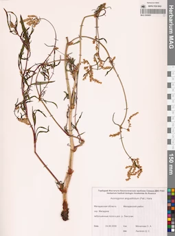 MAG 0009691