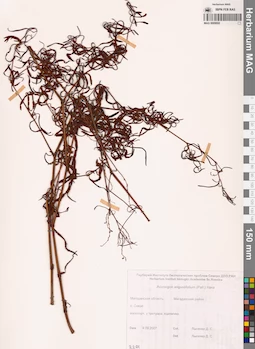 MAG 0009692