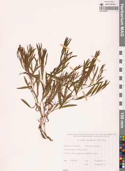 MAG 0009694