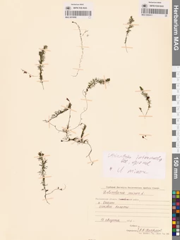 MAG 0016688