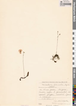 MAG 0002462