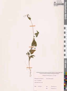 MAG 0009625
