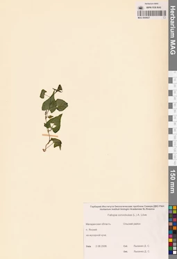 MAG 0009627