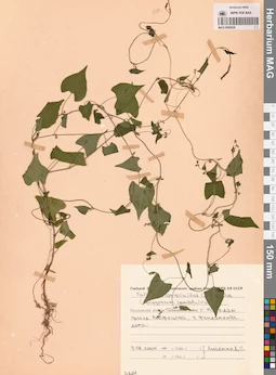 MAG 0009629