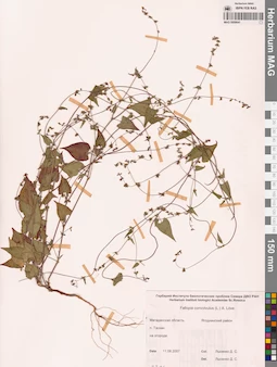MAG 0009641