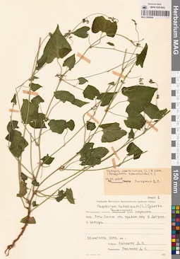 MAG 0009644