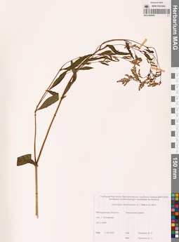 MAG 0009666