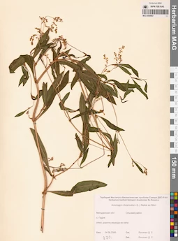 MAG 0009667