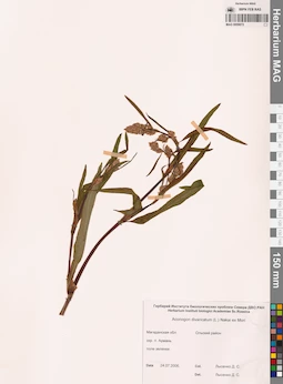MAG 0009672