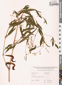 MAG 0009674