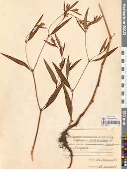 MAG 0009679