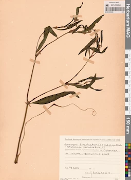 MAG 0009680