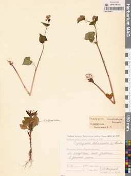 MAG 0009973