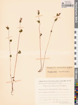 MAG 0009975