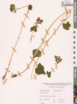MAG 0009976