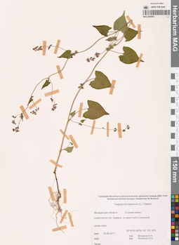 MAG 0009981