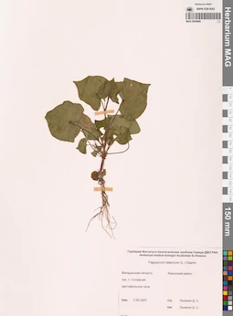 MAG 0009986