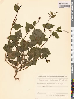 MAG 0009989