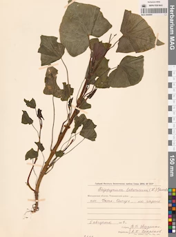 MAG 0009995