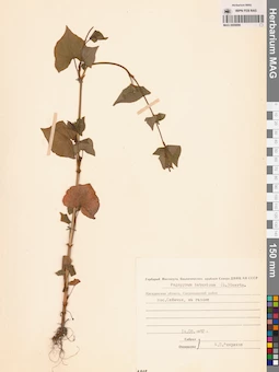 MAG 0009996