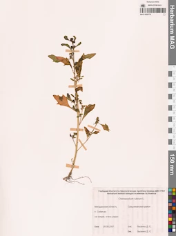 MAG 0009779