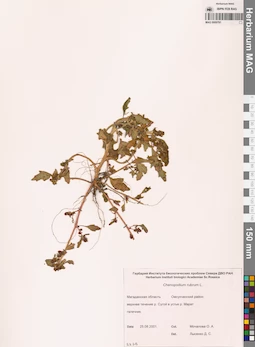 MAG 0009781
