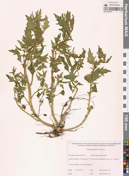 MAG 0009783