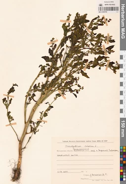 MAG 0009785