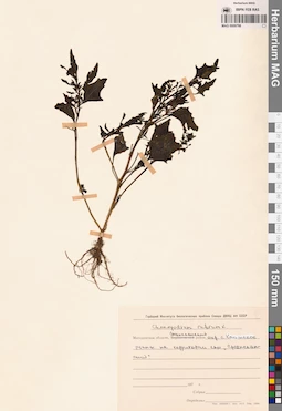 MAG 0009786