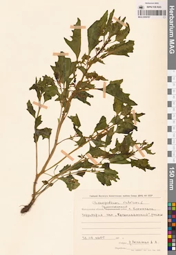 MAG 0009787