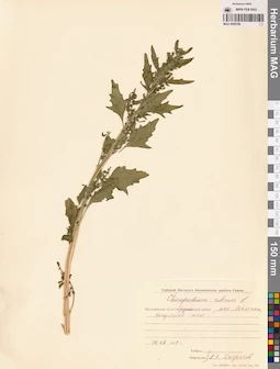 MAG 0009788
