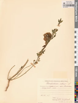 MAG 0009789