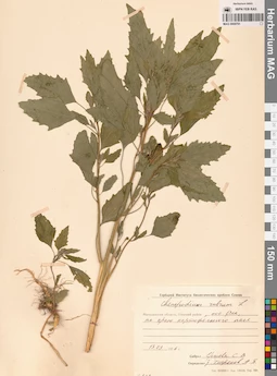 MAG 0009791