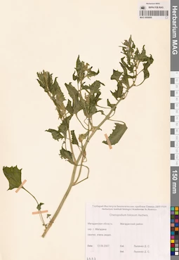 MAG 0009800